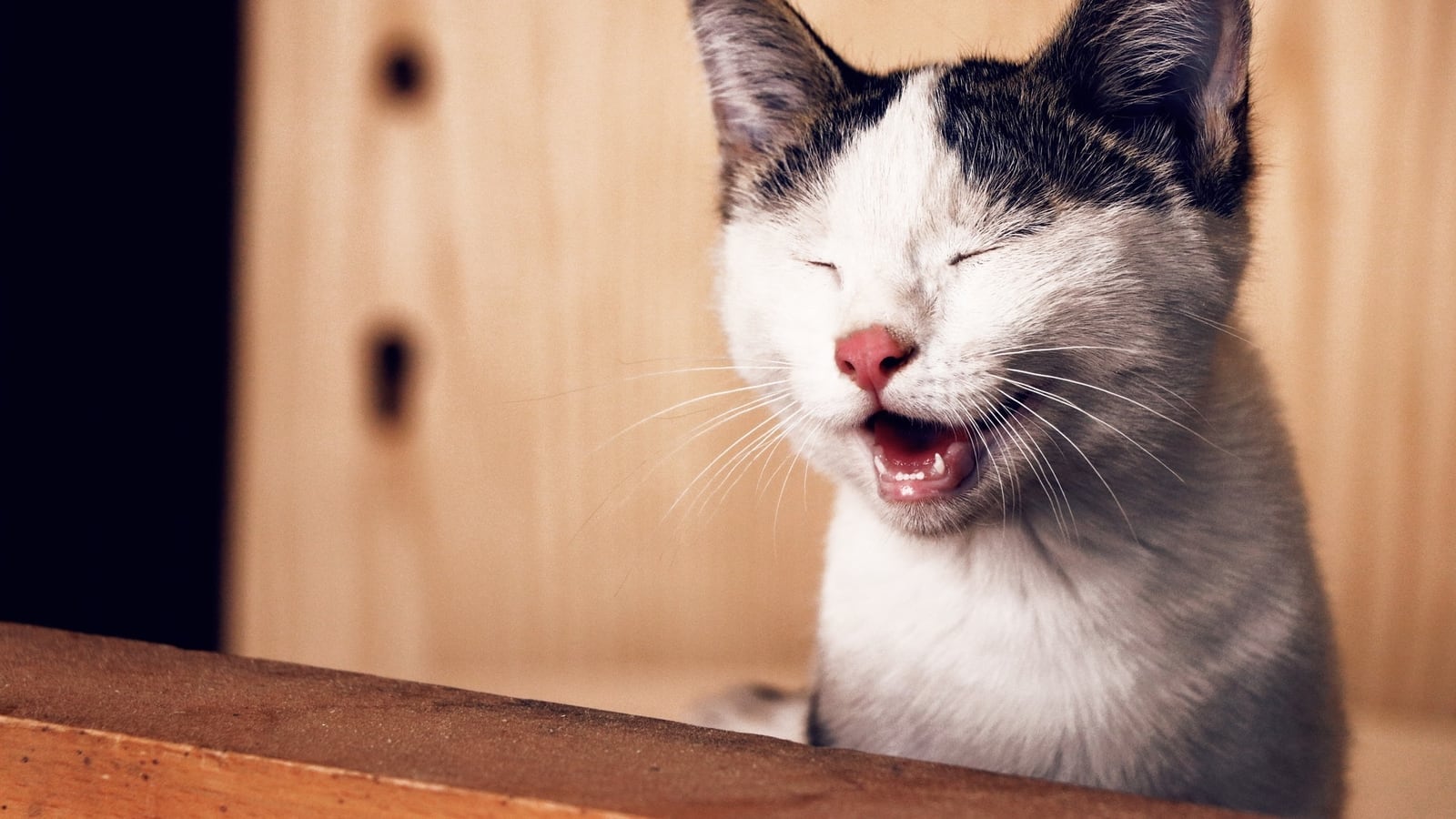 How Do I Use Lactulose for Cats? I Pettable I ESA Experts